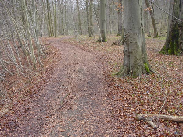 Waldweg zwischen Dachrieden und Reiser