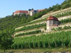 Weinberge und Neuenburg Freyburg