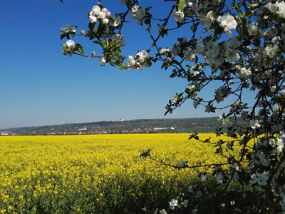 Bad Frankenhausen Bad Frankenhausen
