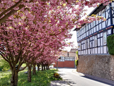 Baumblüte in Görmar