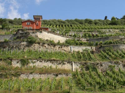 Weinberg und Villa Toskana Weinberg und Villa Toskana
