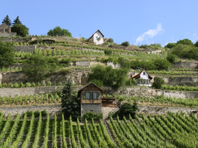 Weinberge an der Unstrut Weinberge an der Unstrut